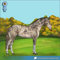 Horse Color:Brown Tobiano and Smoky Black Pearl Tobiano