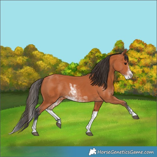 Horse Color:Bay Sabino 