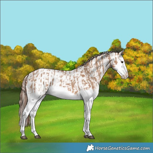 Horse Color:Red Dun Splash and Red Dun Splash