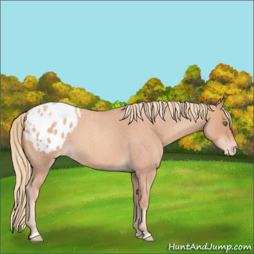 Horse Color:Gold Champagne Roan Appaloosa 
