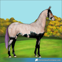 Horse Color:Painted Bay Roan Splash Varnish Rabicano 