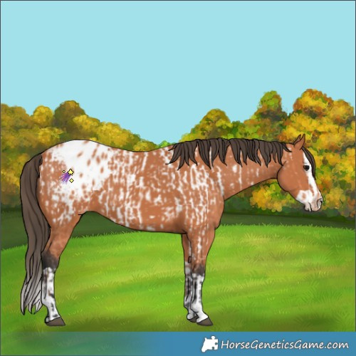 Horse Color:Bay Near Leopard  and Bay Splash Blanket 