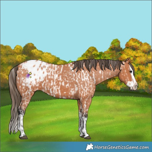 Horse Color:Bay Appaloosa  and Bay Splash Appaloosa 