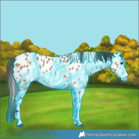 Horse Color:Thunderstruck Bay Dun Appaloosa 