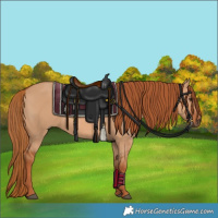 Horse Color:Red Dun 