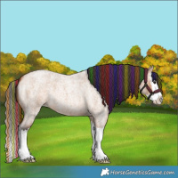 Horse Color:Painted Bay Roan Dun Splash
