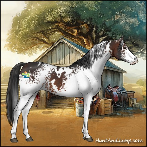 Horse Color:White Spotted Brown