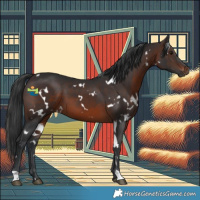 Horse Color:White Spotted Brown 