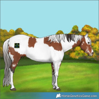 Horse Color:White Spotted Bay Sabino Rabicano and Bay Sabino Rabicano