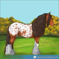 Horse Color:Bay Tobiano Appaloosa 