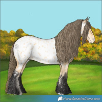 Horse Color:Buckskin Appaloosa