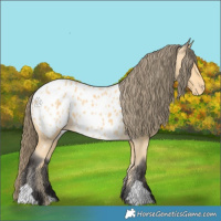 Horse Color:Buckskin Appaloosa