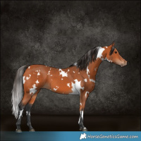 Horse Color:White Spotted Bay