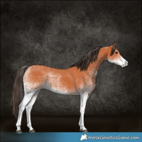 Horse Color:White Spotted Bay Rabicano