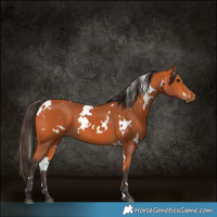 Horse Color:White Spotted Bay 