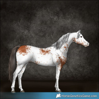 Horse Color:White Spotted Bay Rabicano