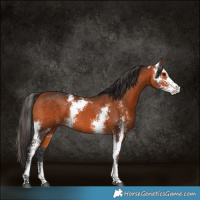 Horse Color:Bay Sabino Rabicano 