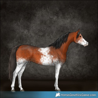 Horse Color:White Spotted Bay Rabicano  and White Spotted Bay Rabicano 