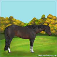 Horse Color:Brown Tobiano 