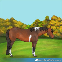 Horse Color:Bay Tobiano 