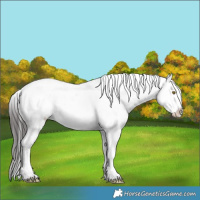 Horse Color:Brown Roan Sabino Snowcap 