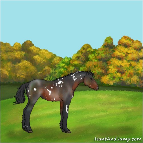 Horse Color:White Spotted Brown Sabino 