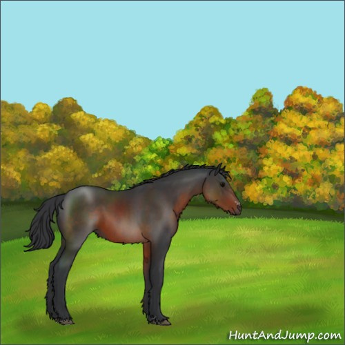Horse Color:Brown Sabino 