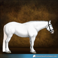 Horse Color:Gold Champagne Dun Sabino Splash Tobiano Snowcap Rabicano Brindle 