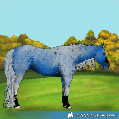 Horse Color:ERROR: UNKNOWN ANOMALY