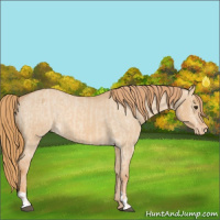 Horse Color:Red Dun Appaloosa  and Red Dun Appaloosa 