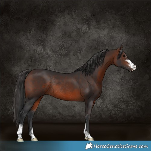 Horse Color:Brown Sabino Rabicano 