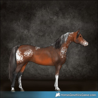 Horse Color:White Spotted Bay