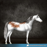 Horse Color:White Spotted Bay Sabino