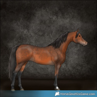 Horse Color:Bay Rabicano