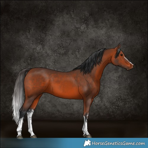 Horse Color:White Spotted Bay