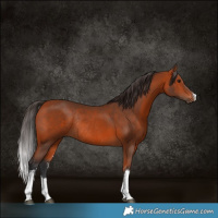 Horse Color:White Spotted Bay Rabicano 