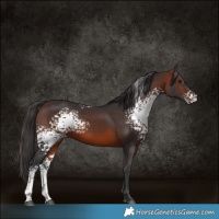 Horse Color:White Spotted Bay 