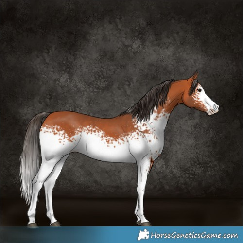 Horse Color:White Spotted Bay Sabino 