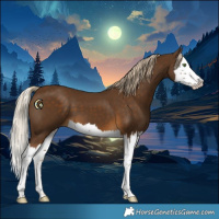 Horse Color:Chocolate Palomino Splash 