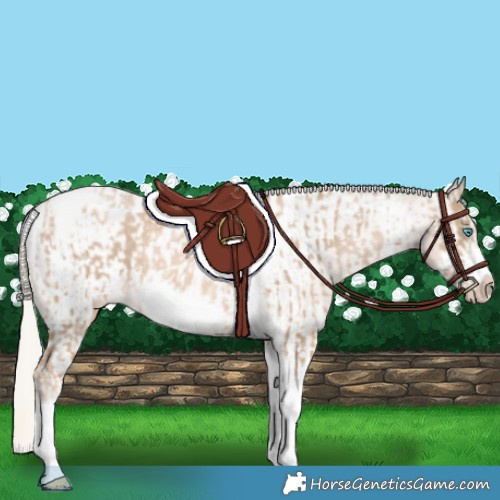 Horse Color:Chocolate Palomino Pearl Tobiano Frame  and Chocolate Palomino Pearl Tobiano Frame Appaloosa 