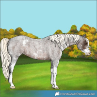 Horse Color:Liver Red Roan Mushroom Sabino