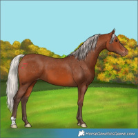 Horse Color:Silver Brown Appaloosa 