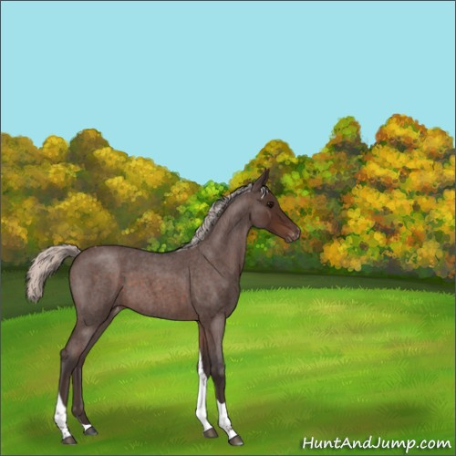 Horse Color:Silver Brown Roan Tobiano Varnish Rabicano 
