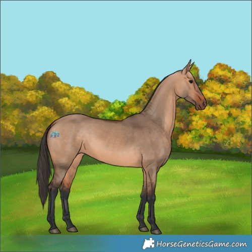 Horse Color:Bay Dun 