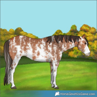 Horse Color:Bay Sabino 