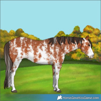 Horse Color:Bay Sabino 