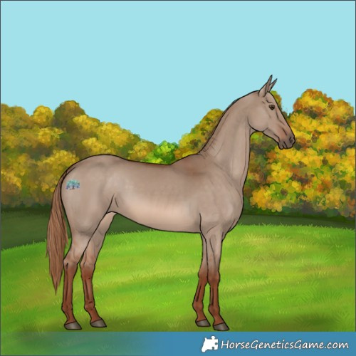 Horse Color:Red Dun