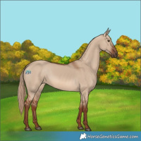 Horse Color:Red Dun 