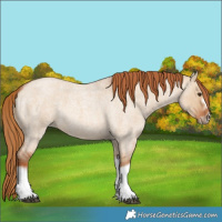 Horse Color:Red Dun Roan Splash Frame Rabicano