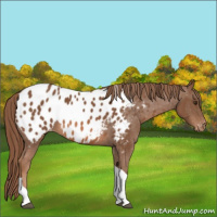 Horse Color:Chestnut Tobiano Appaloosa